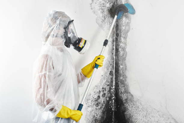 Best Comprehensive Air Testing for Mold Contaminants  in Missoula, MT