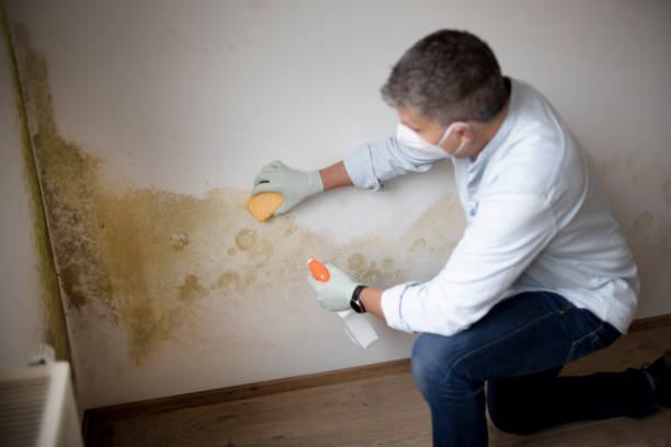 Best Emergency Mold Remediation  in Missoula, MT