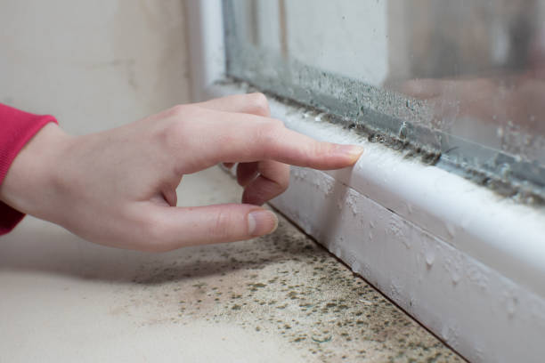 Best Forensic Mold Investigation  in Missoula, MT
